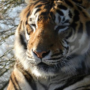 Manas the Male Bengal Tiger