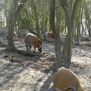 Red River Hogs foraging