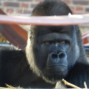 Djanghou the Gorilla