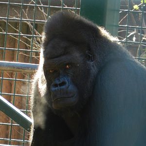 Kifu the Gorilla
