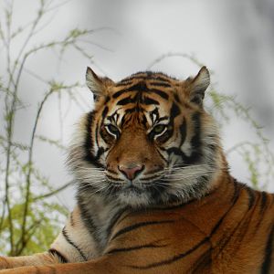 Indah the female Sumatran Tiger
