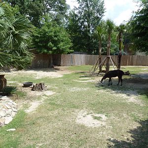 Baird's Tapir/Llama/Capybara Exhibit
