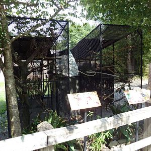 Cotton-Top Tamarin + Kookaburra Exhibits