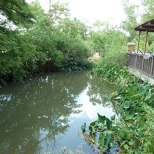 American Alligator Exhibit