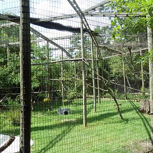 Africa - DeBrazza Guenon/Blue Duiker Exhibit