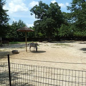 Africa - Eland/Grant's Zebra Exhibit