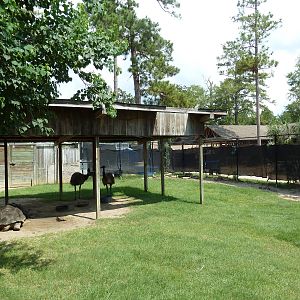 Galapagos Tortoise/Emu Exhibit