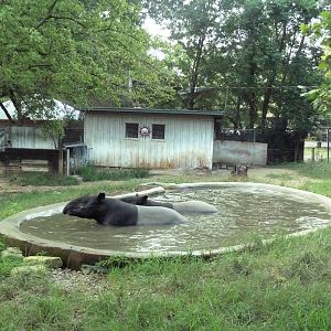 Malayan Tapir Exhibit