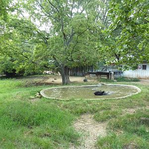 Malayan Tapir Exhibit