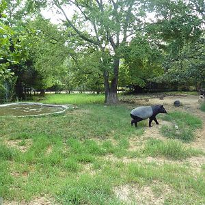 Malayan Tapir Exhibit