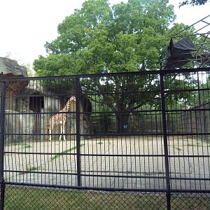Reticulated Giraffe Exhibit
