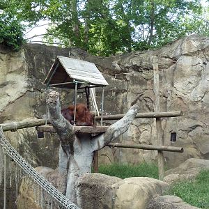 Orangutan Exhibit (Mock-Rock Monstrosity)