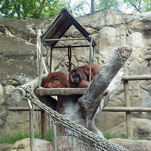 Orangutan Exhibit (Mock-Rock Monstrosity)