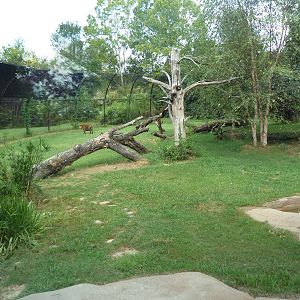 Sumatran Tiger Exhibit (New in 2010)