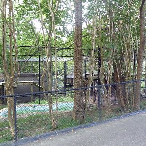Amur Leopard Exhibit