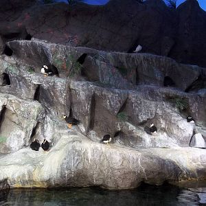 Puffin Exhibit