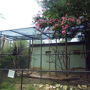 Black Spider Monkey Exhibit