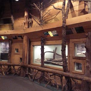 Mississippi Wilderness - Backyard Creatures Building