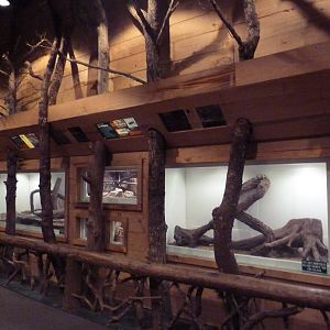 Mississippi Wilderness - Backyard Creatures Building