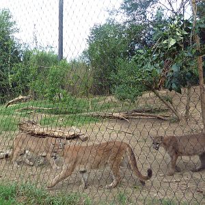 Mississippi Wilderness - Cougars