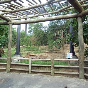Mississippi Wilderness - Cougar Exhibit