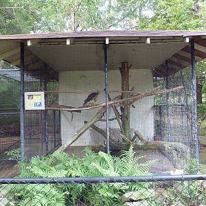 Red-Tailed Hawk Exhibit