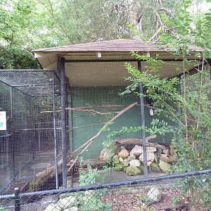 Black Hornbill Exhibit