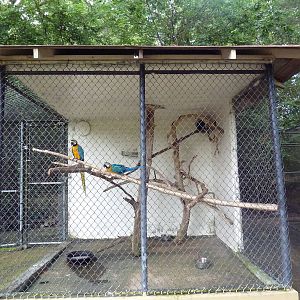 Blue + Yellow Macaw Exhibit