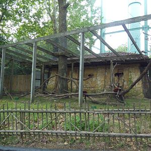 Red Ruffed Lemur Exhibit