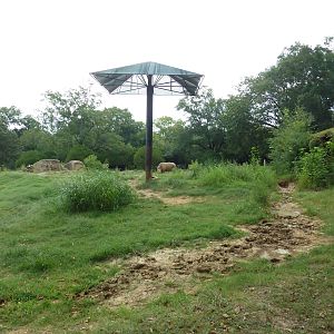 White Rhino Exhibit (former elephant yard)