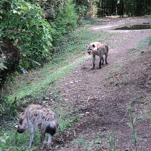 Spotted Hyenas