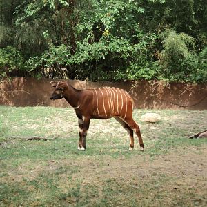 Baby Mountain Bongo (August 2012)