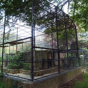 Amur Leopard Exhibit