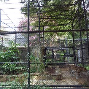 Amur Leopard Exhibit