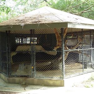 Atrocious White-Handed Gibbon Exhibit