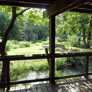 Chimpanzee Exhibit