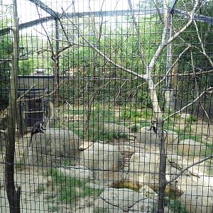 Diana Monkey Exhibit