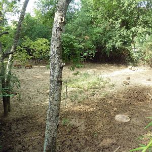 Red River Hog Exhibit