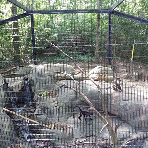 Golden-Bellied Mangabey/Diana Monkey Exhibit