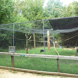 Lion-Tailed Macaque Exhibit