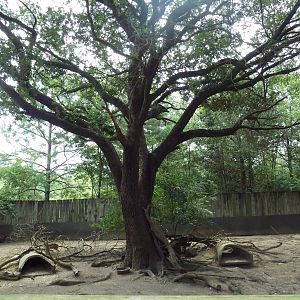 Red Panda/Reeves Muntjac/White-Naped Crane Exhibit