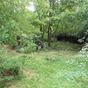Red Wolf Exhibit (former cheetah yard)