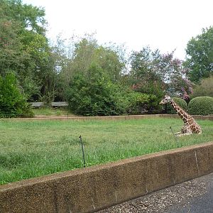 Reticulated Giraffe Exhibit