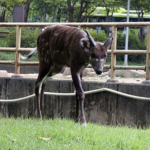 male baby Sitatunga