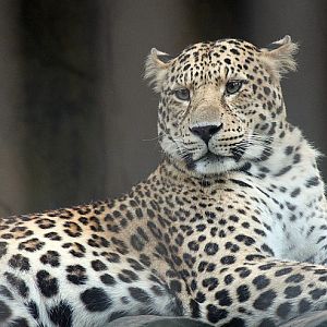 Amur leopard.
