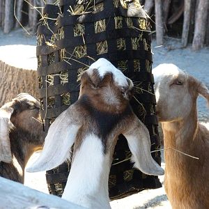 Goats (A Step Into Africa) 9-2-12