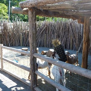 Goat Exhibit (A Step Into Africa) 9-2-12