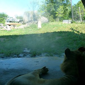 Lion Exhibit (A Step Into Africa) 9-2-12