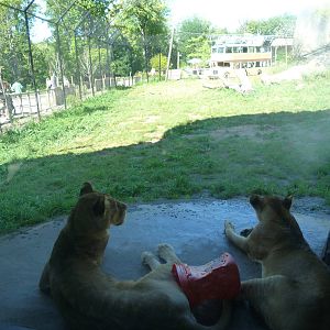 Lion Exhibit (A Step Into Africa) 9-2-12
