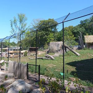 Lion Exhibit (A Step Into Africa) 9-2-12